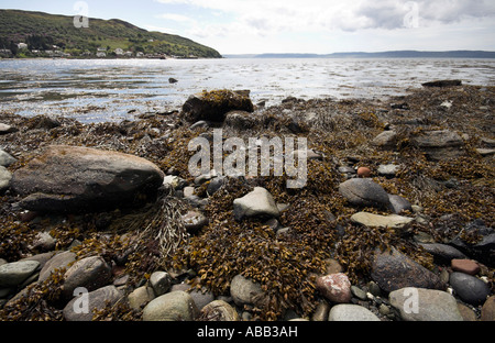 Spiaggia di ghiaie coperte di alghe marine costiere, vista su Kintyre, Arran, costa ovest della Scozia, Regno Unito Foto Stock