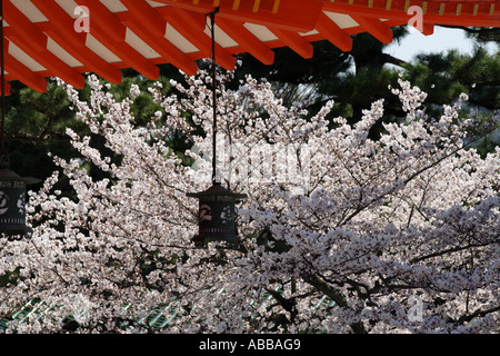 Santuario Heian, Arancione pilastri, un tradizionale lanterna nero e rosa Fiori di Ciliegio, Kyoto, Giappone Foto Stock