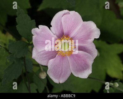 Anemone hupehensis Anemone giapponese rosa Foto Stock