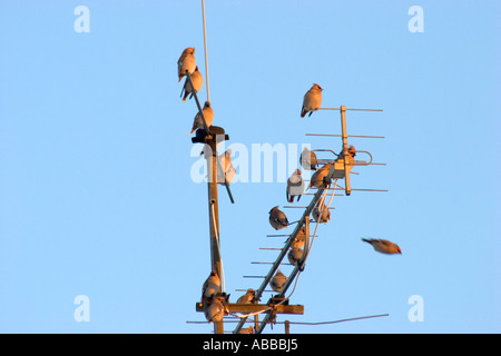 Bohemian waxwing su antenna Bombycilla Garrulus invasione dalla Scandinavia o la Russia a Monaco di Baviera Baviera Germania Foto Stock