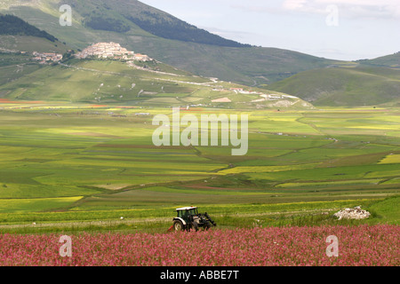 Spettacolare Millefiori annuale display sul piano Grande a Castelluccio ,nel Parco Nazionale dei Monti Sibillini,Le Marche,Italia Foto Stock