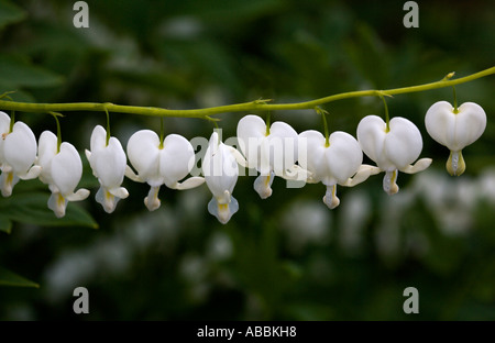 La varietà bianca del dolce "Cuore di spurgo' Fiore - Dicentra Spectabilis Alba. Foto Stock