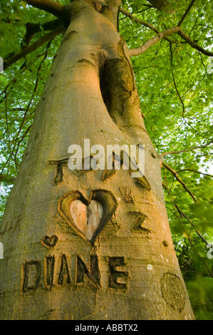 I nomi Tom e Diane e un cuore intagliato in un bosco di faggi sulle rive del lago di Windermere, Cumbria, Regno Unito Foto Stock