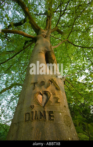 I nomi Tom e Diane e un cuore intagliato in un bosco di faggi sulle rive del lago di Windermere, Cumbria, Regno Unito Foto Stock