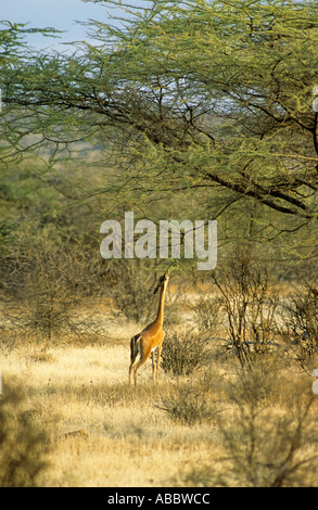 Gerenuk, litocranius walleri, Samburu National Park, Kenya Foto Stock