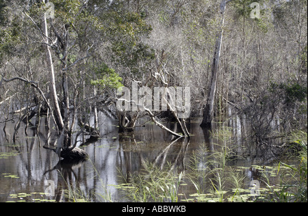 Palude sul ciglio della strada vicino al fiume Daintree traversata a Cape Tribulation, tropicale Daintree Rainsforest, Queensland, Australia Foto Stock