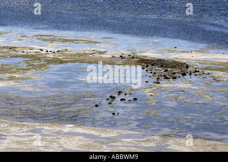 La scarsa acqua (Abstract) su Kangaroo Island, South Australia, Australia Foto Stock