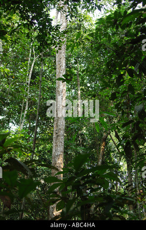 Foresta secondaria nella foresta pluviale tropicale Amazzonia Brasile Foto Stock