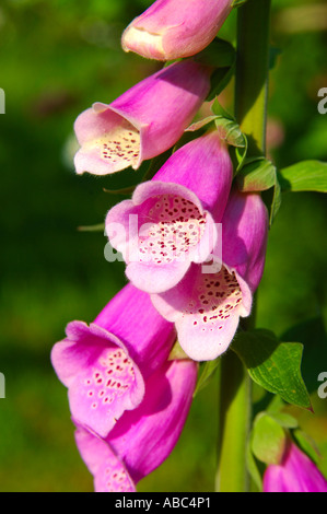 Foxglove comune Digitalis purpurea Foto Stock