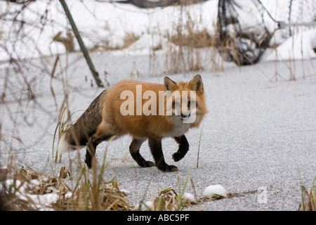 Red Fox camminando su un fiume congelato Foto Stock