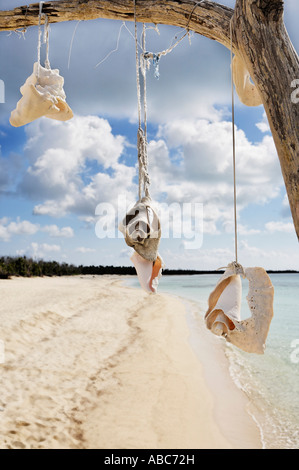 Albero morto con conchiglie sulla bellissima spiaggia di sabbia bianca di isola di Cozumel in Yucatan Messico Foto Stock