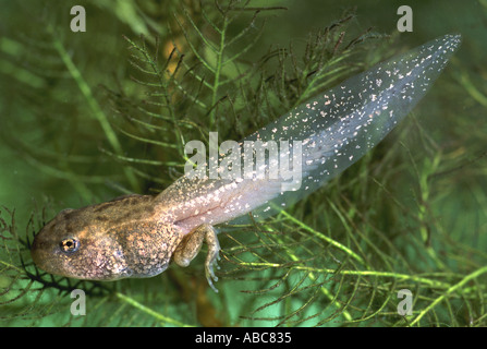 Rana comune Rana temporaria Foto Stock