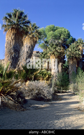 Le palme a pioppi neri americani Canyon, Joshua Tree National Park, California, Stati Uniti d'America Foto Stock