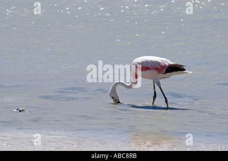 Flamingo cileni (lat.: phoenicopterus chilensis) a Laguna Onda, Bolivia Foto Stock