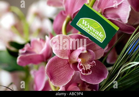 Un Wyevale Garden Center tag etichetta in una collezione di orchidee in un giardino Wyevale center Foto Stock