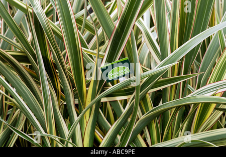 Un giardino Wyevale etichetta della tag in una massa di Phormium tricolore Foto Stock