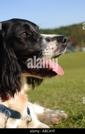 Springer Spaniel cane sat in appoggio con la lingua di fuori Foto Stock