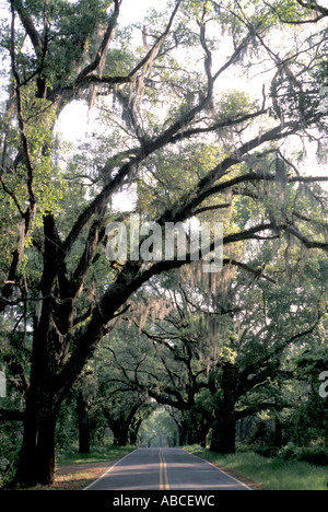 Tallahassee Florida strada tettoia grandi e vecchi alberi di quercia coperchio pavimentato deserta autostrada muschio Spagnolo pende dalla quercia arti Foto Stock