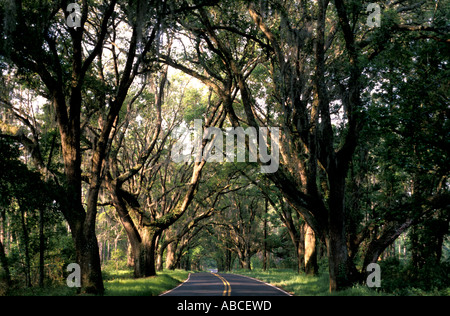 Tallahassee Florida strada tettoia grandi e vecchi alberi di quercia coperchio pavimentato deserta autostrada muschio Spagnolo pende dalla quercia arti Foto Stock