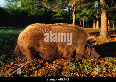 Florida porco selvaggio animale suino razorback Piney Woods rooter Foto Stock