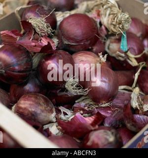 Le cipolle rosse Foto Stock