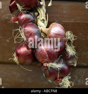 Stringa di cipolle rosse Foto Stock