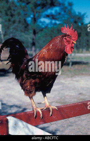 La Rooster Rhode Island red rooster pollo closeup ritratto in piedi sul recinto rosso in cortile Foto Stock