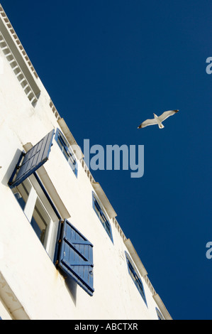 Seagull in volo, Essaouira, Marocco Foto Stock