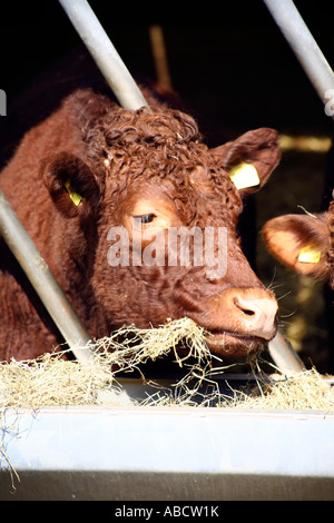 Rosso rubino alimentazione bestiame sulla fattoria nel Devon, Inghilterra Foto Stock