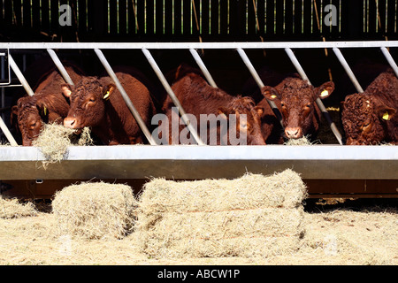 Rosso rubino alimentazione bestiame sulla fattoria nel Devon, Inghilterra Foto Stock