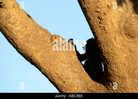 Chacma baboon Papio Ursinus fauna africana Cape babbuino grandi hairy truppa di babbuino umorismo commedia divertente umano come intelligente processore Intel Foto Stock