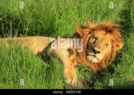 Lion stabilite nell'erba Masai Mara Kenya Foto Stock