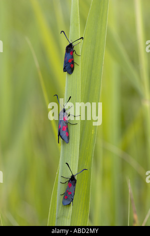 A stretta delimitata cinque-spot Burnett Zygaena lonicerae Beeston comuni di Norfolk Luglio Foto Stock