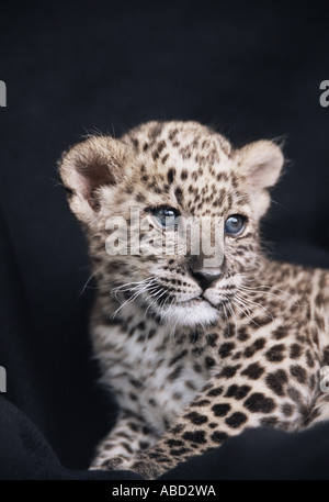 Il persiano leopard cub Foto Stock