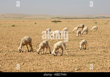 Pecore al pascolo su asciutto paesaggio arido in Marocco Foto Stock
