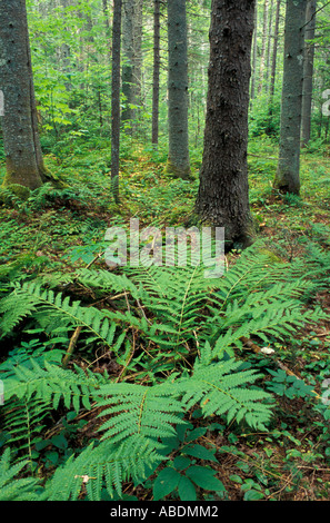 Felci crescono nel sottobosco di una pianura foresta di abete rosso vicino al fiume alci in NH s White Mountains Foto Stock
