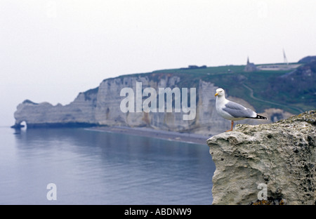 Francia Normandia Etretat falesie e sea gull guardando alla città Foto Stock