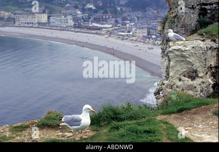 Francia Normandia Etretat scogliere e gabbiani guardando alla città Foto Stock