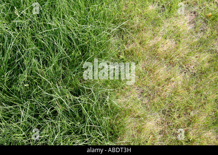 Fertilizzante di azoto stripe. Foto Stock
