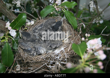 Tre American Robin Turdus migratorius pulcini nel nido in mountain laurel Kalmia latifolia aka spoonwood bush di età compresa tra i 13 giorni Foto Stock