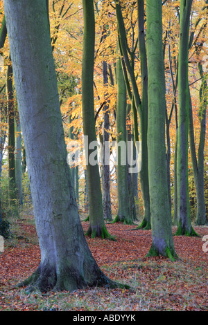 "Faggi' e caduto foglie di autunno, 'faggete Cambridge' vicino al 'Gog Magogs' Foto Stock