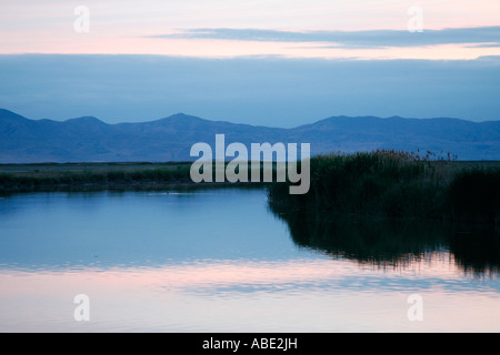 Bear fiume uccello migratore rifugio in Utah Foto Stock