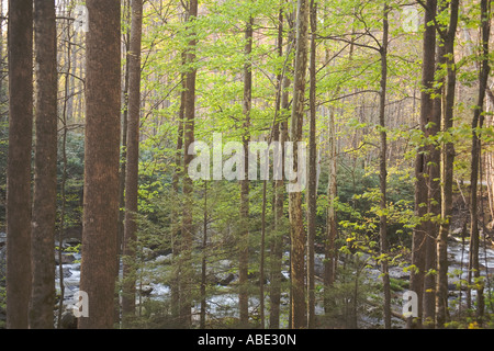 Un flusso di bello nel Parco Nazionale di Great Smoky Mountains in primavera Foto Stock