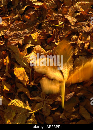 Foglie di autunno Foto Stock