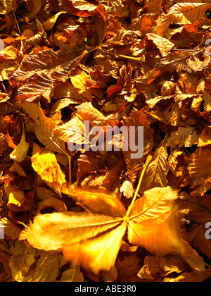 Foglie di autunno Foto Stock