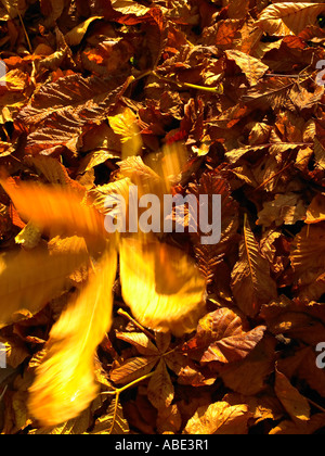 Foglie di autunno Foto Stock