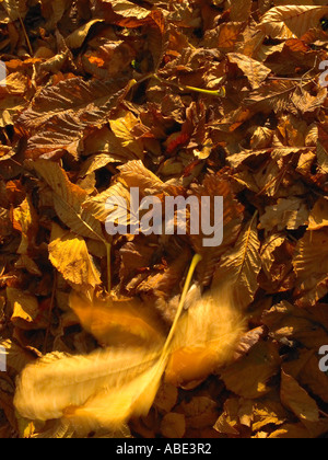 Foglie di autunno Foto Stock