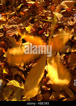 Foglie di autunno Foto Stock