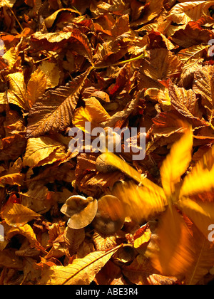 Foglie di autunno Foto Stock