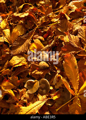 Foglie di autunno Foto Stock